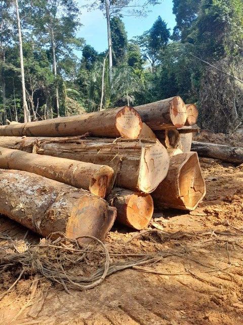 Hardwood Timber - Image 5